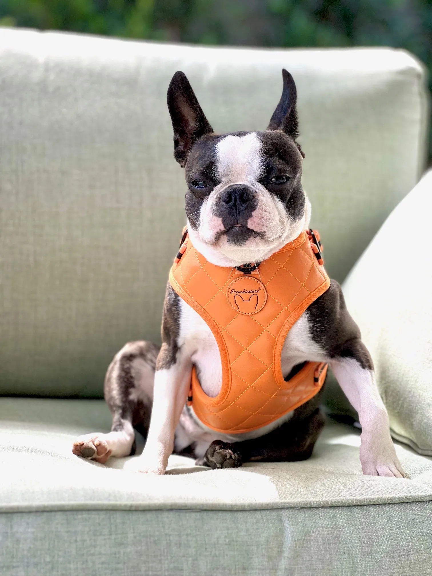 Frenchiestore Neck Adjustable Vegan Leather Health Harness | Orange Pumpkin Varsity